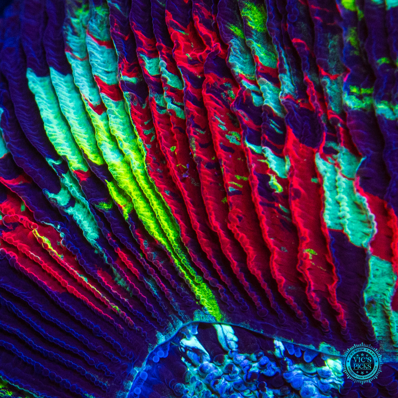 Rainbow Bridge Trachyphyllia