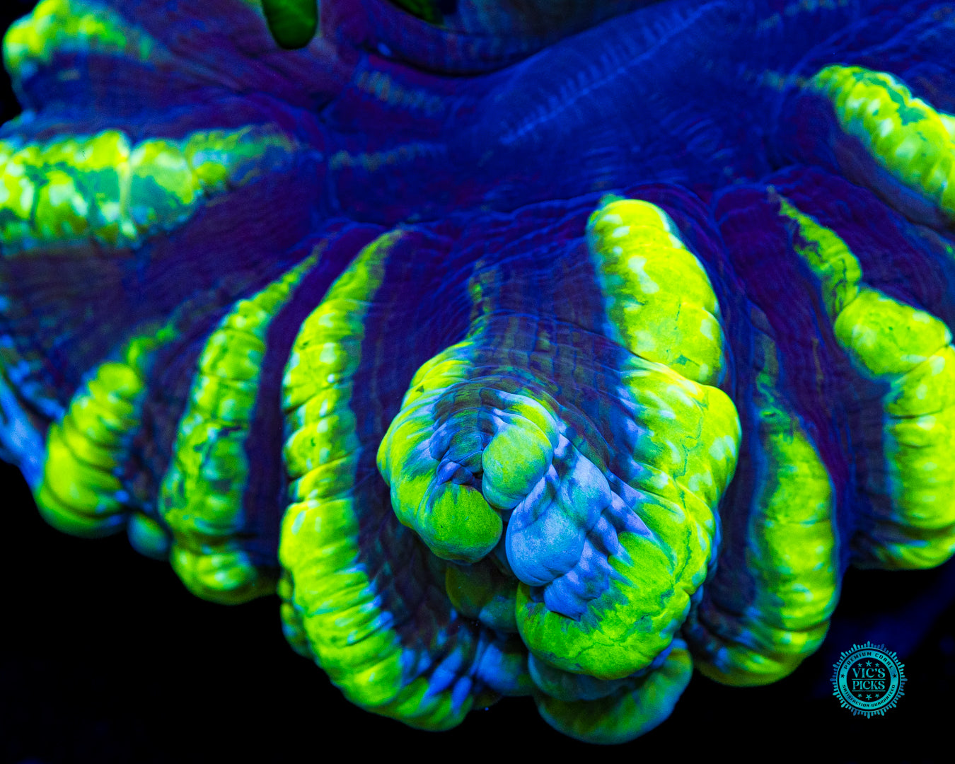 Toxic Avenger Indophyllia