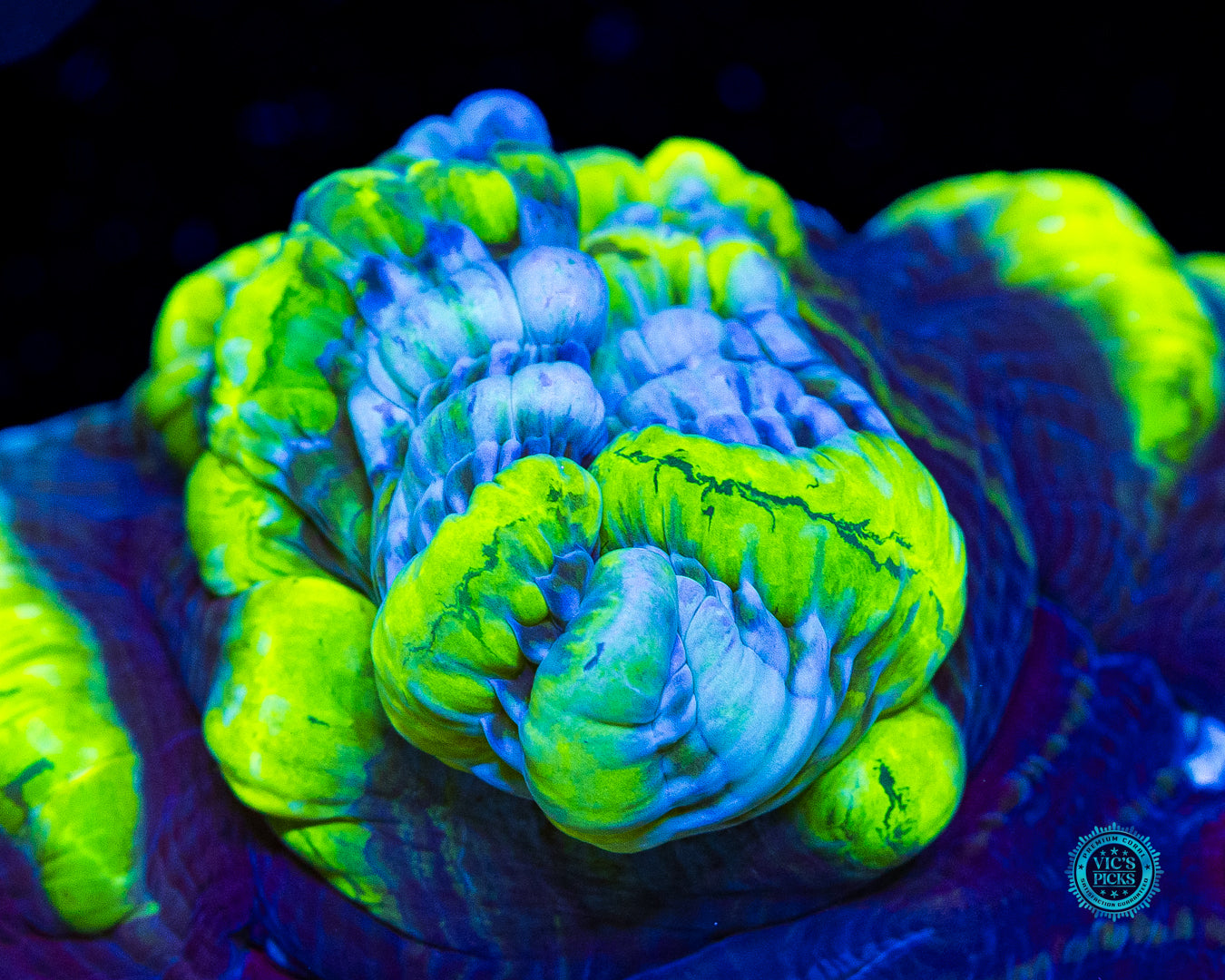 Toxic Avenger Indophyllia