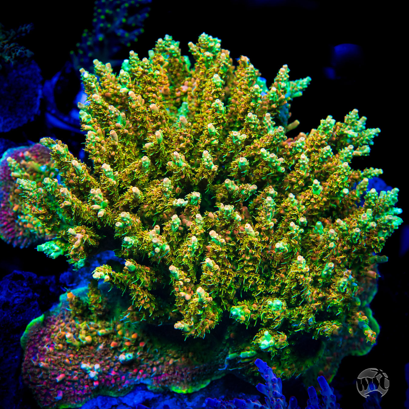 WWC Golden Dragon Acropora