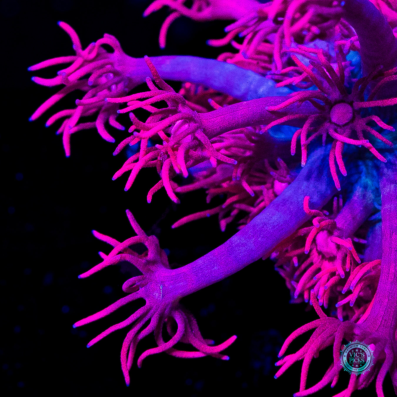 WWC Scorching Pink Lady Goniopora