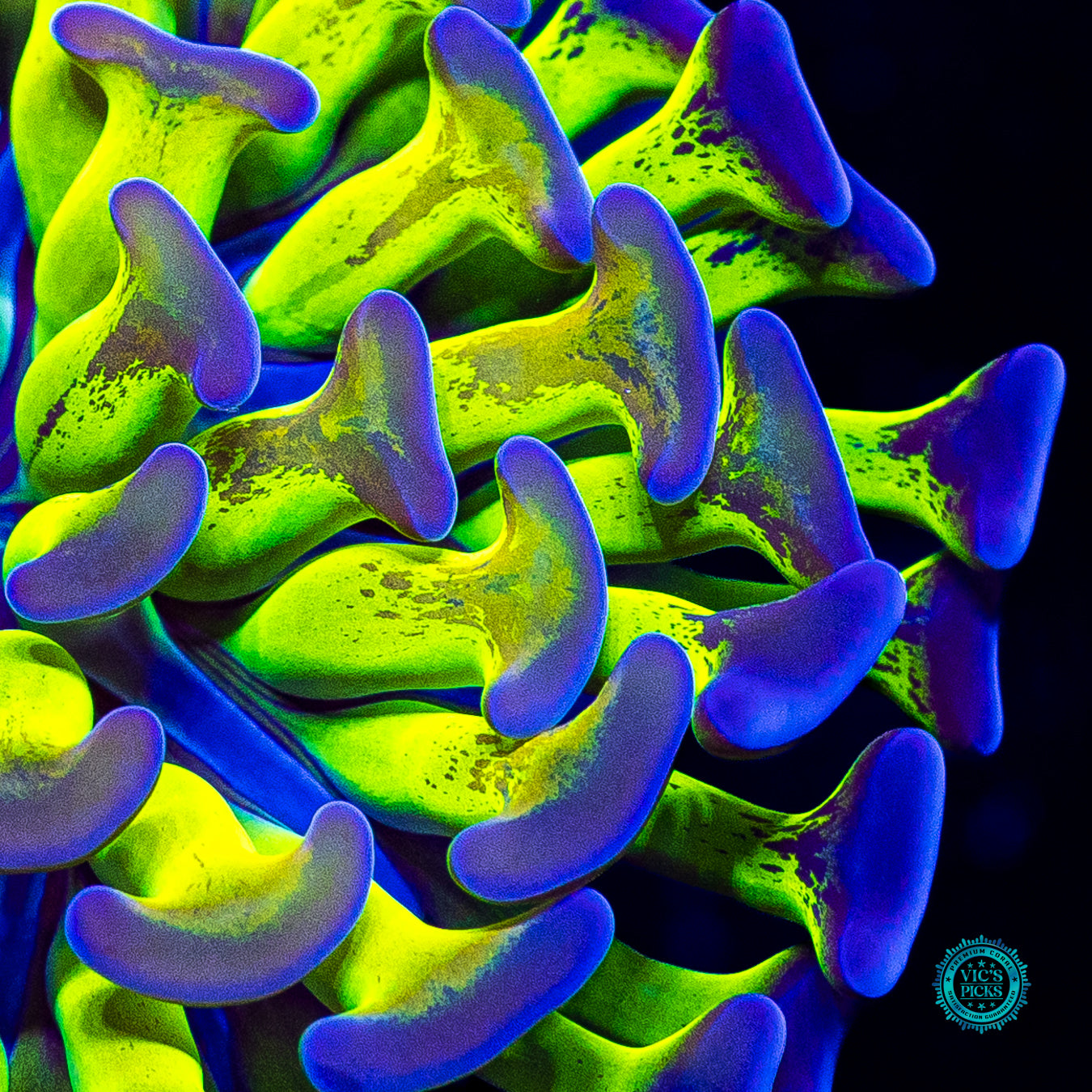 Sin City Neon Branching Hammer