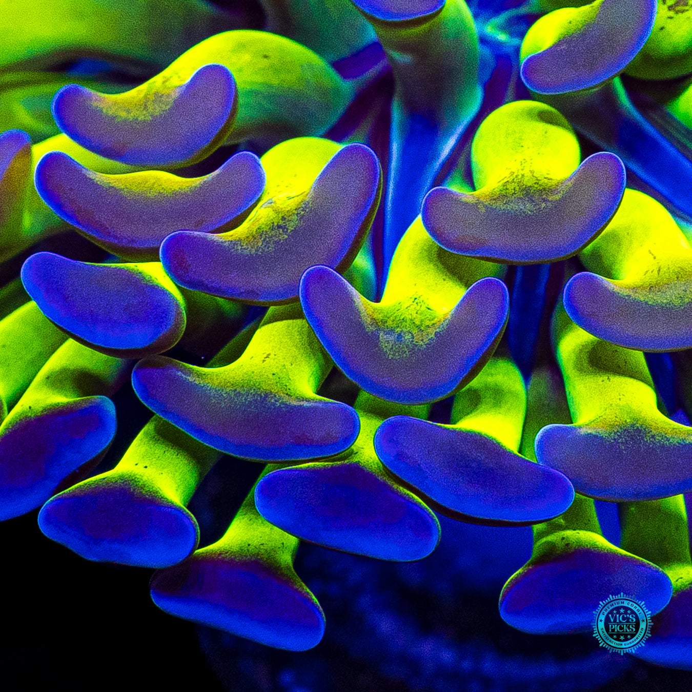 Sin City Neon Branching Hammer
