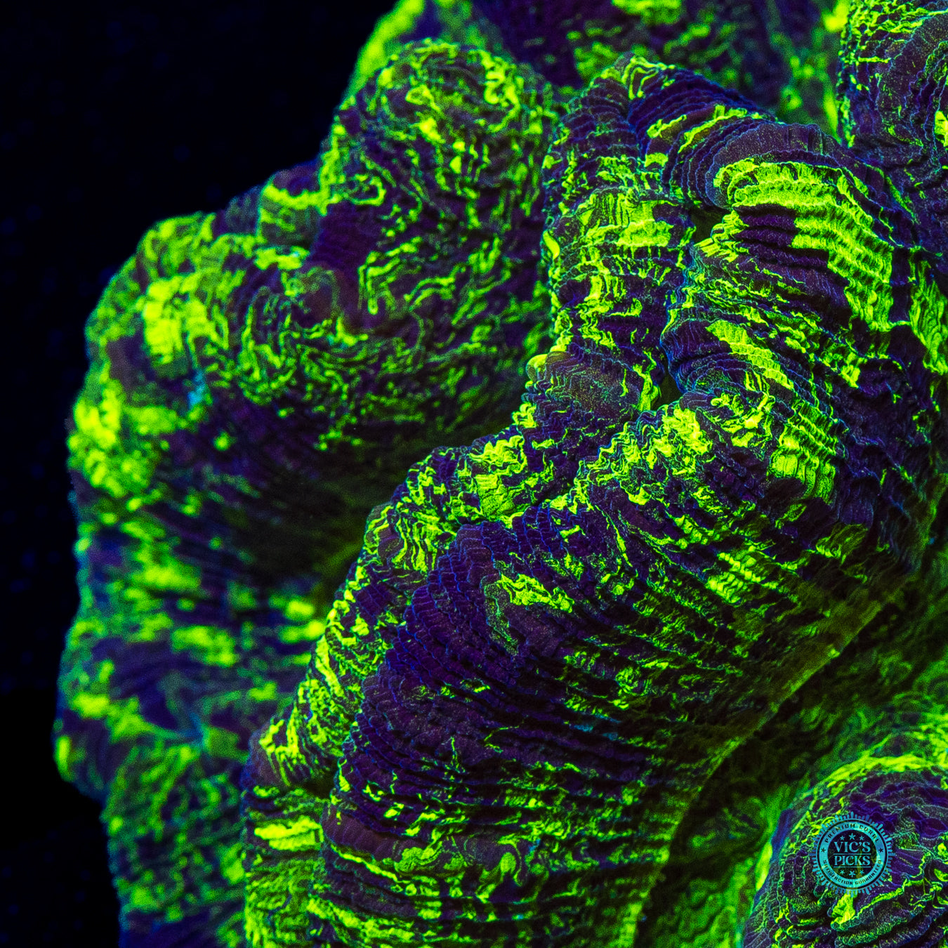 Chamo Chameleon Trachyphyllia
