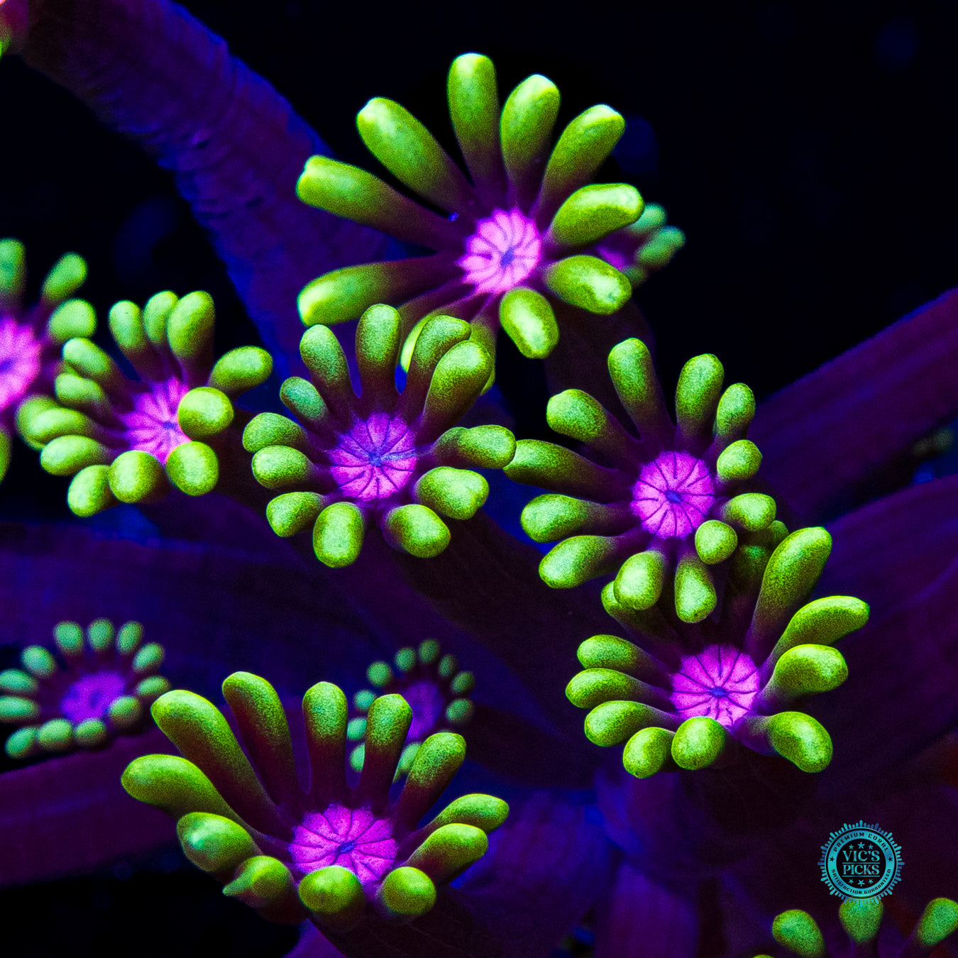 WWC Macho Man Alveopora