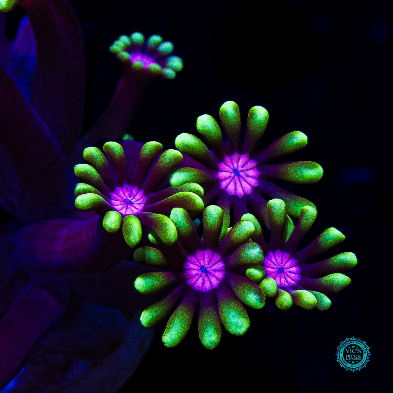 WWC Macho Man Alveopora