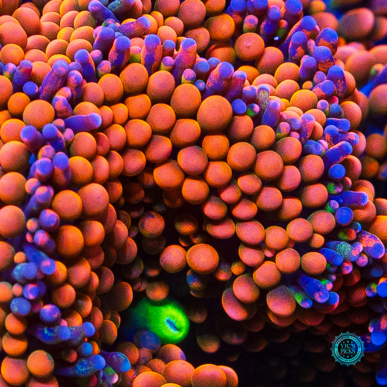 Rainbow Rim Ricordea Mushroom