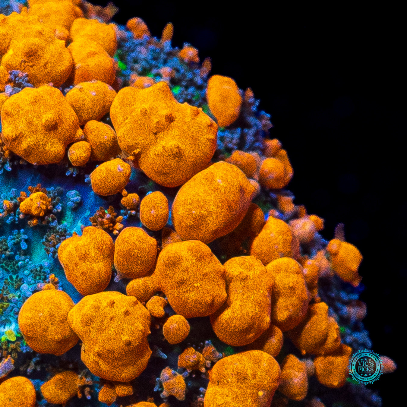 WWC Sunkist Bounce Mushroom