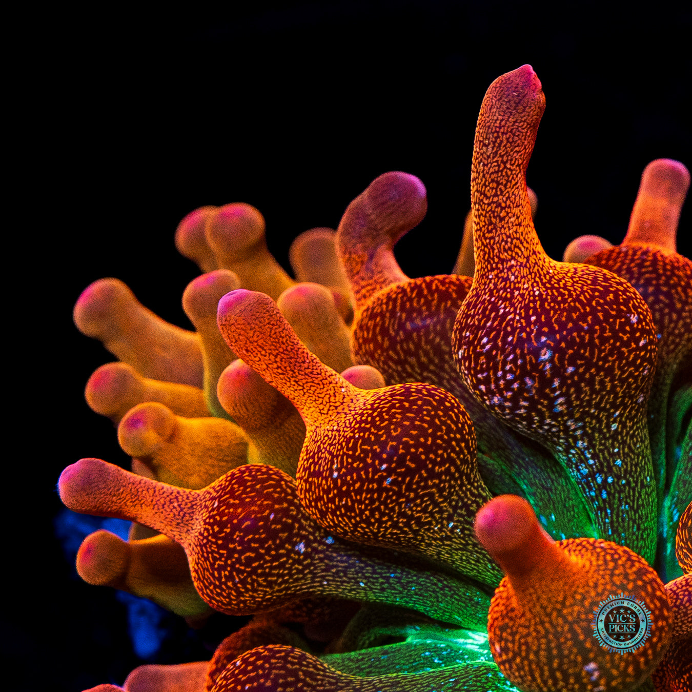 Jupiter Juice Bubble Anemone