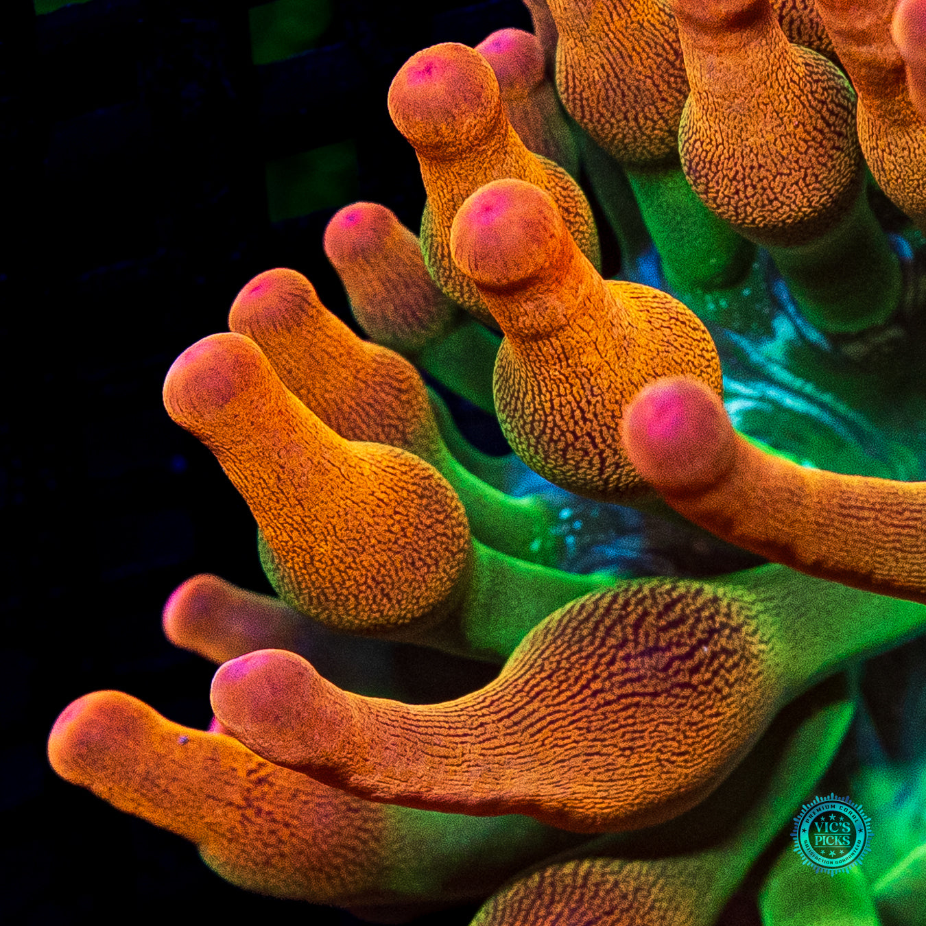 Laser Lights Bubble Anemone