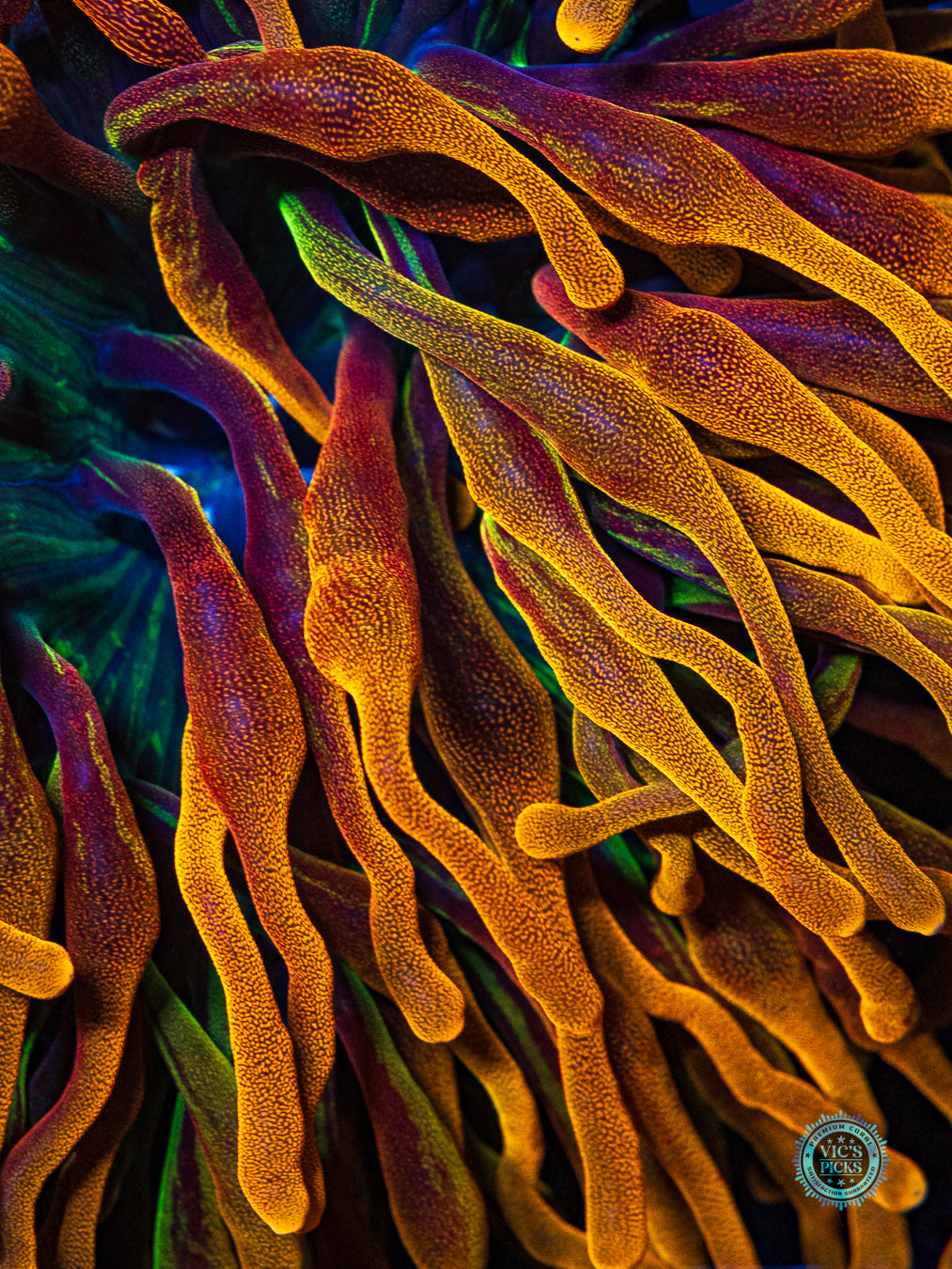 LG Chicago Sunburst Bubble Anemone