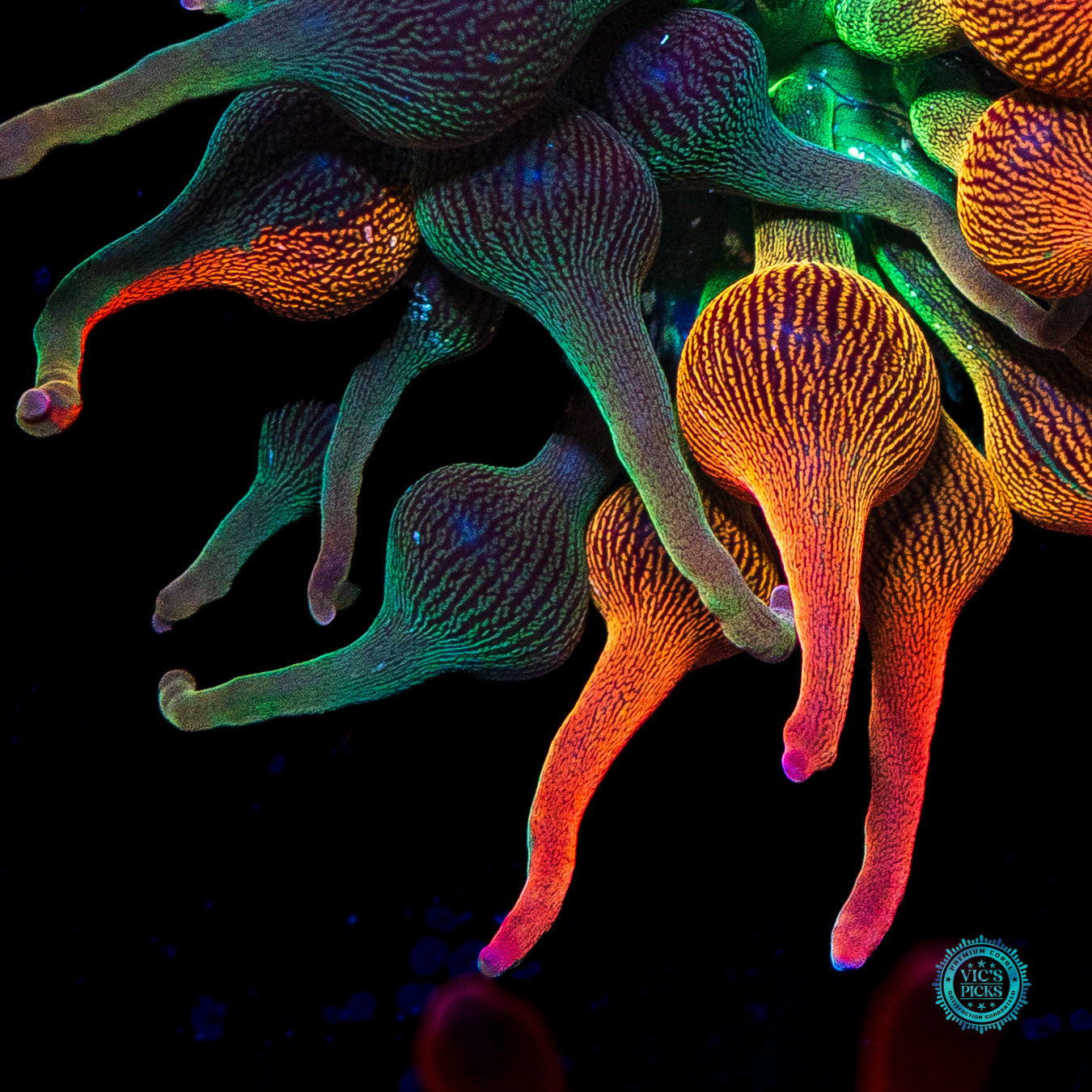 Nexus Burst Grafted Bubble Anemone