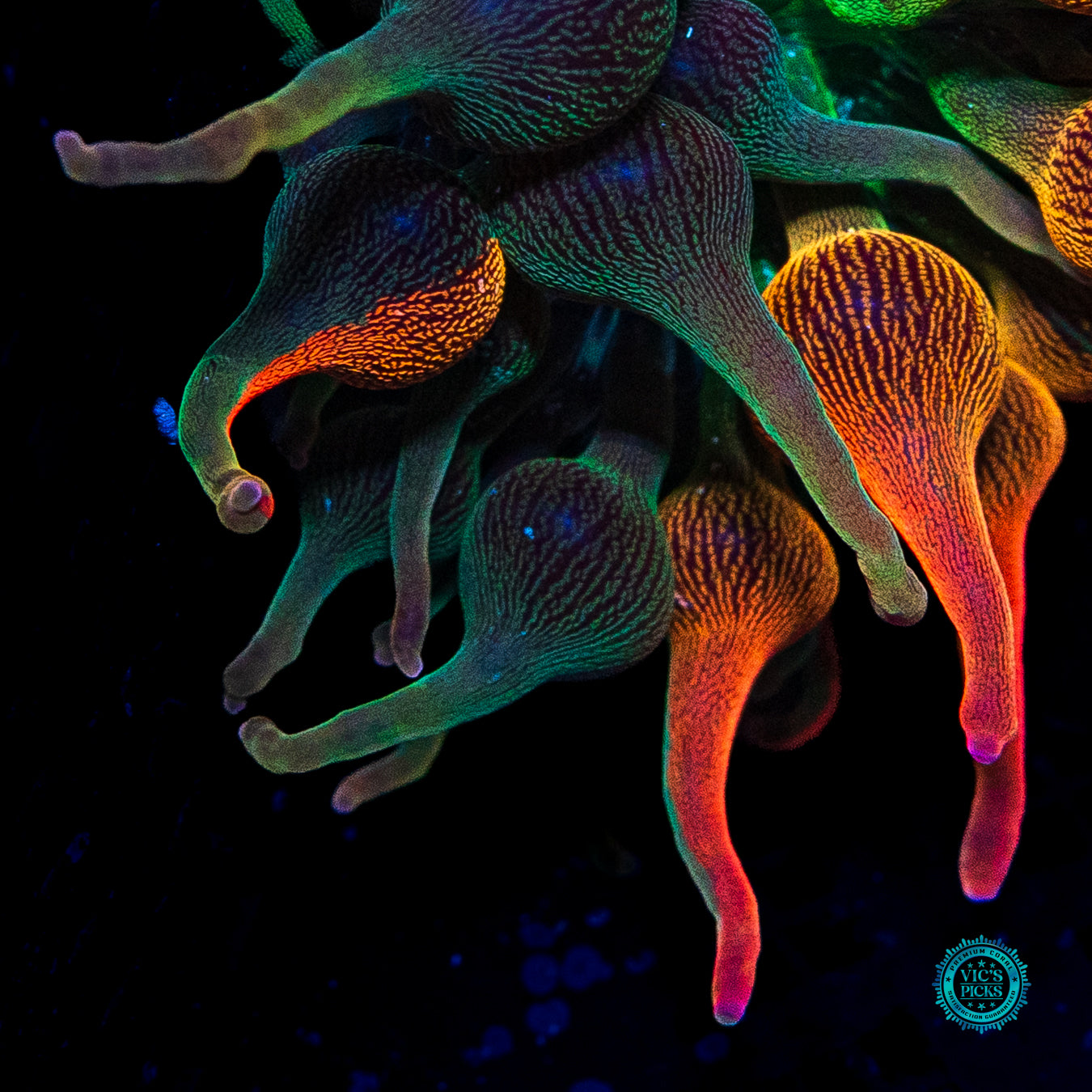 Nexus Burst Grafted Bubble Anemone