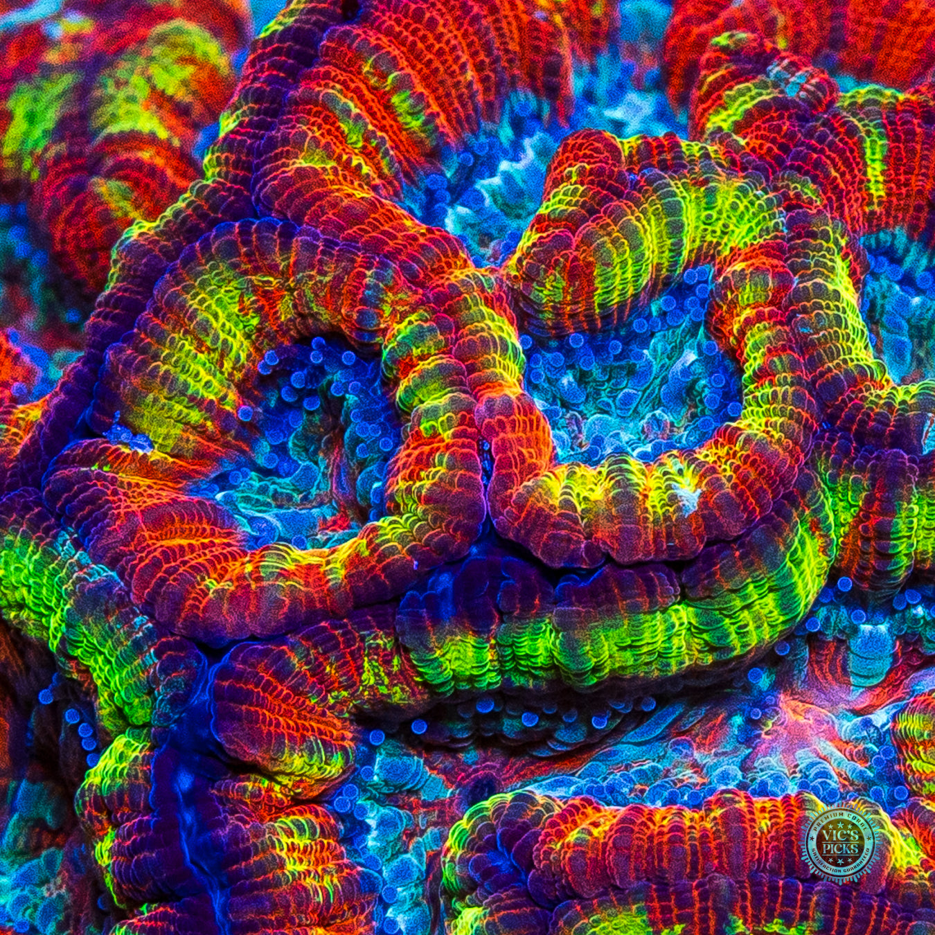 Rainbow Tiger Symphyllia Wilsoni