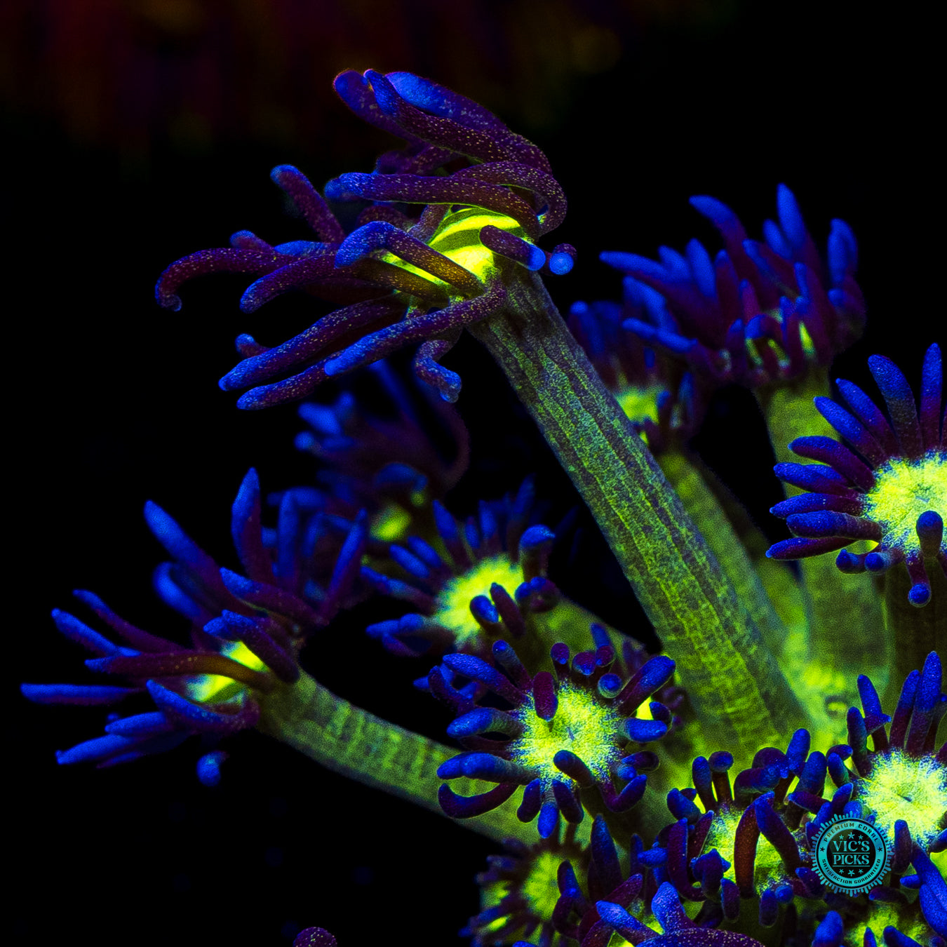XL WWC Shadow Flame Goniopora