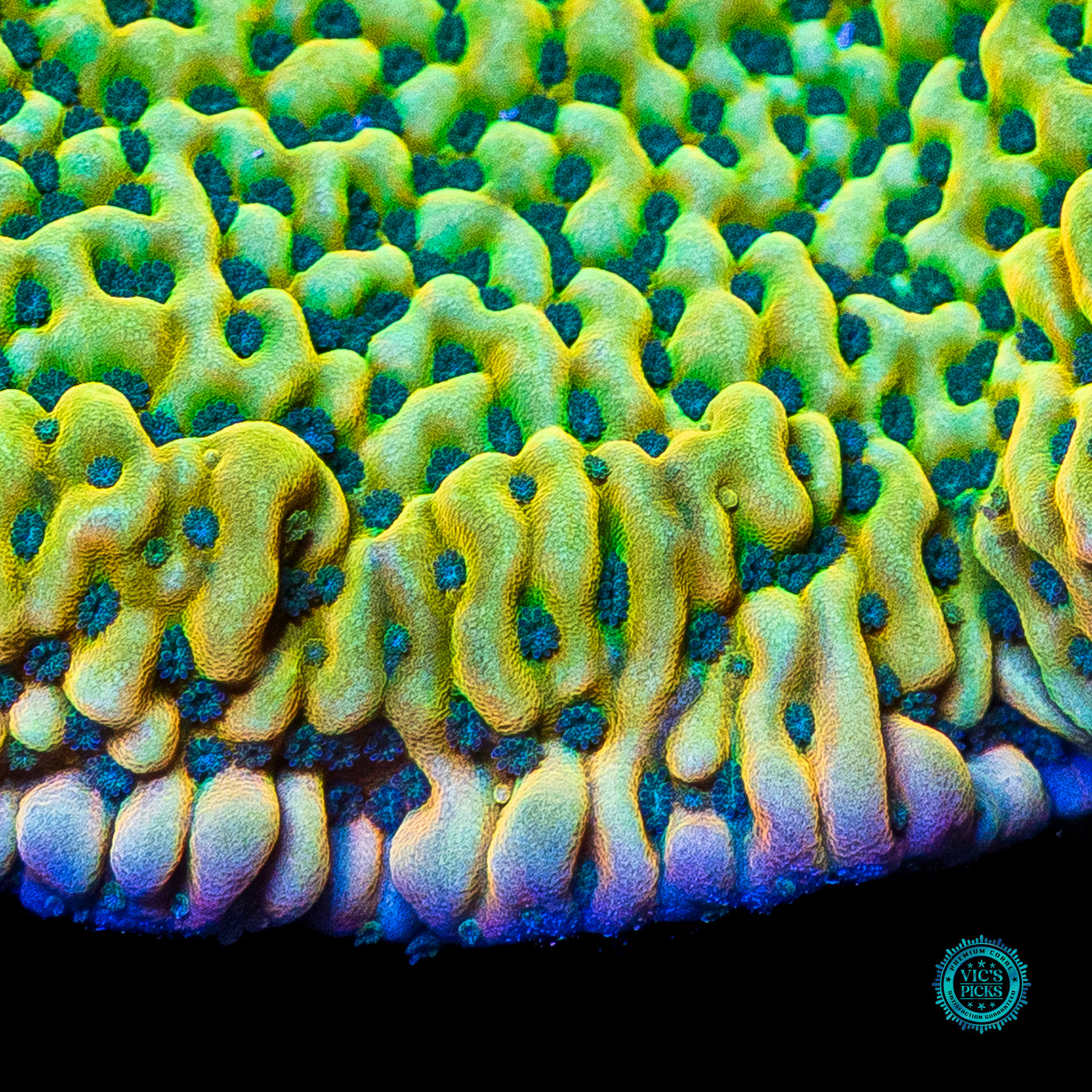 XXL Jason Fox Beach Bum Montipora