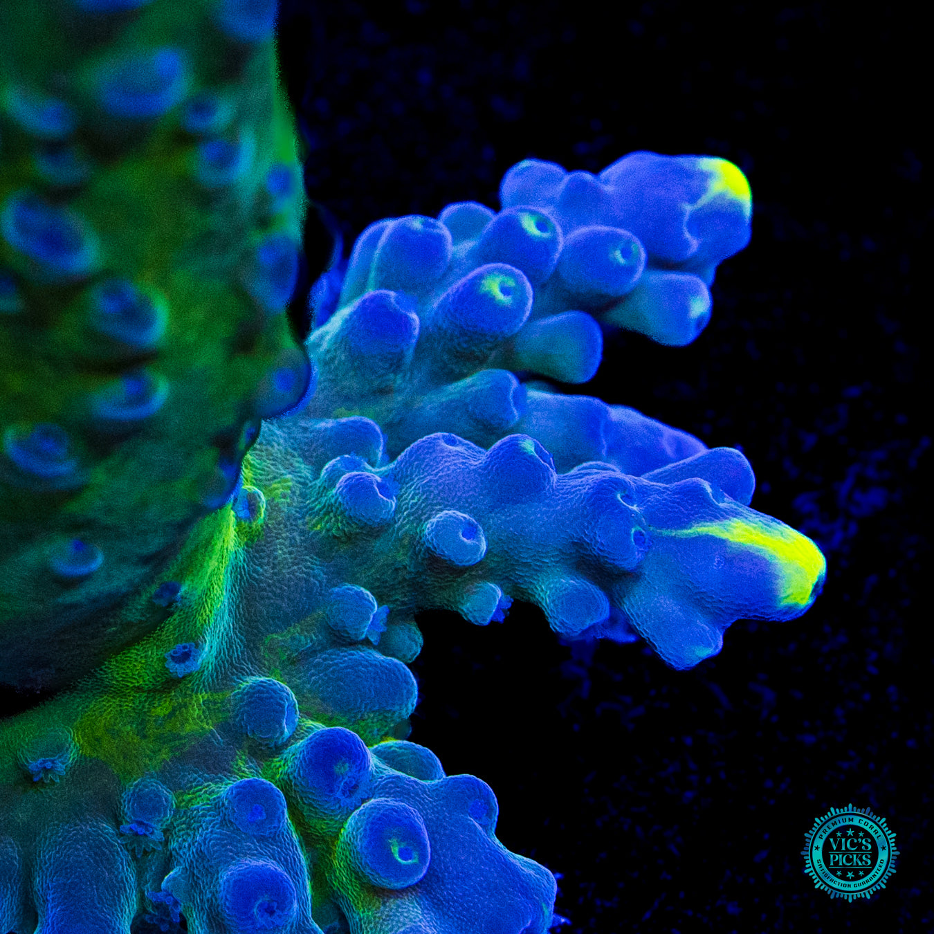 XL WWC Yellow Tips Austera Acropora