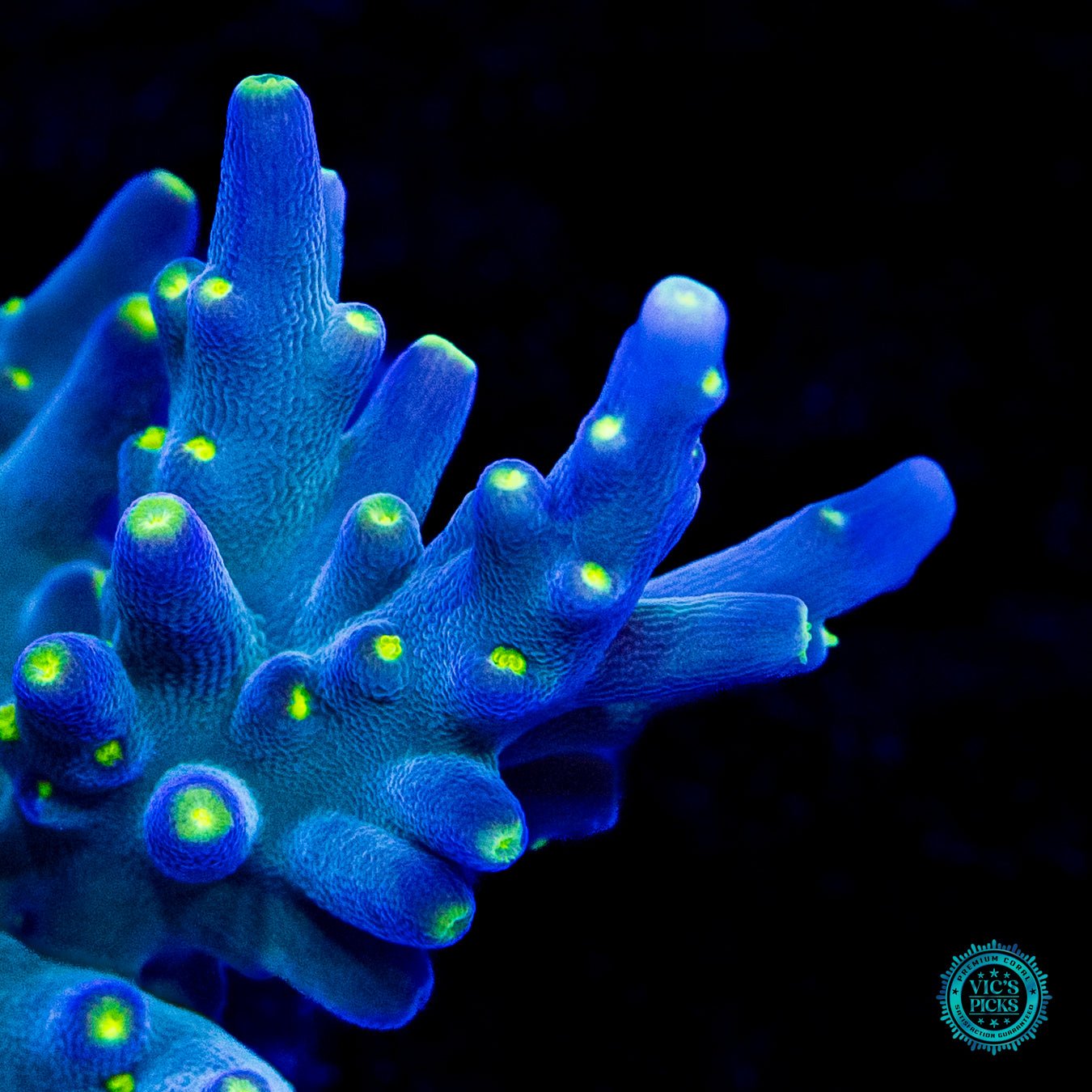 WWC Thunder Struck Acropora
