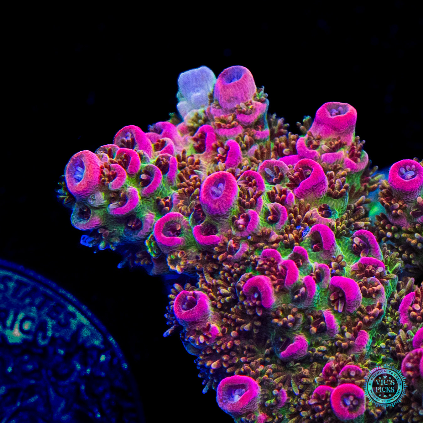 WWC Jello Shot Acropora