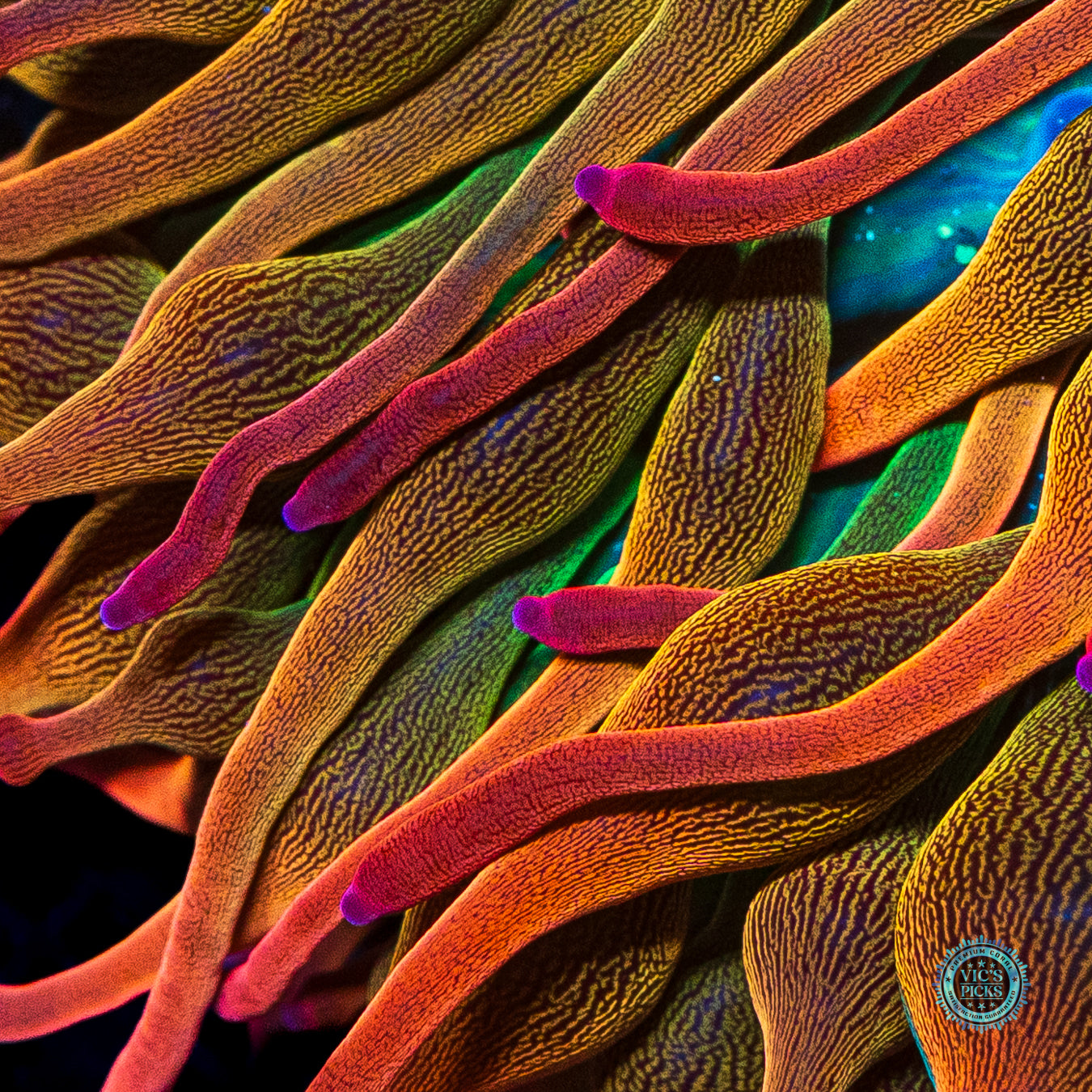 Nexus Burst Grafted Bubble Anemone
