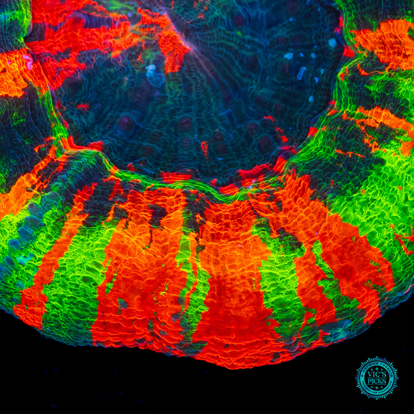 Masterful Incantations Scolymia