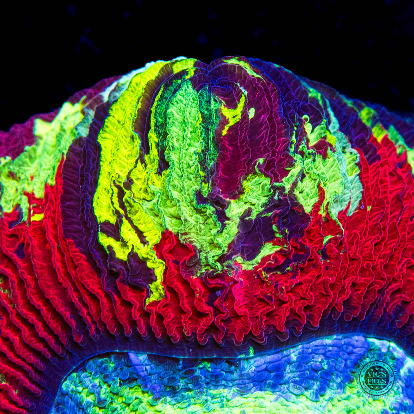 Electric Inferno Trachyphyllia