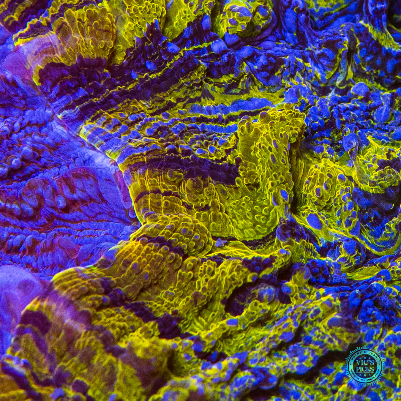 Craziest Cajun Acanthophyllia