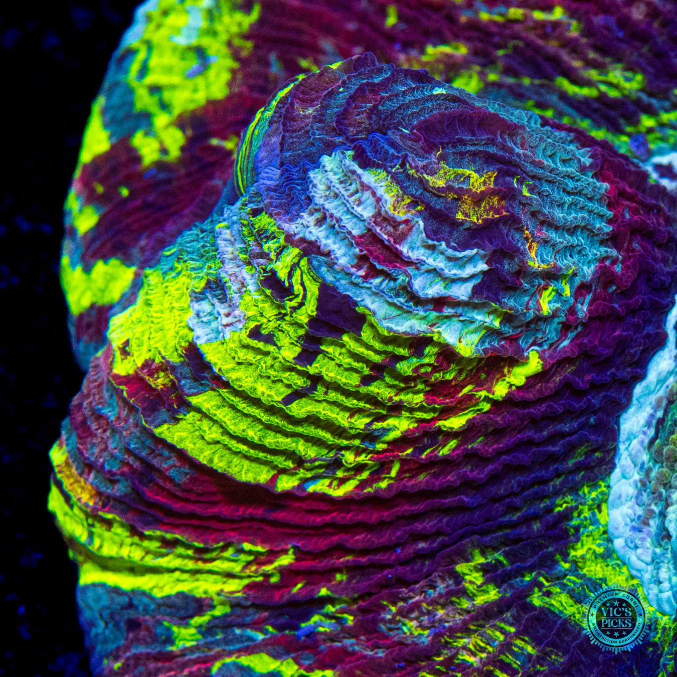 Spellbinder Trachyphyllia