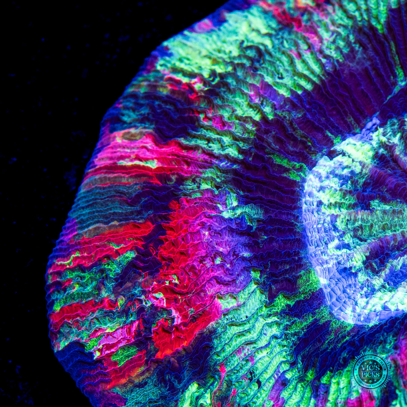 Seafoam Splatter Trachyphyllia