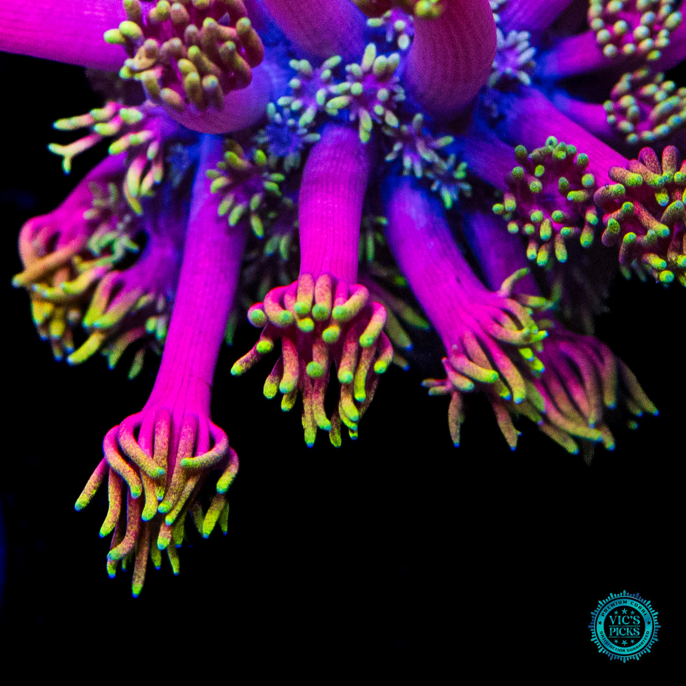 WWC Hollywood Nights Goniopora