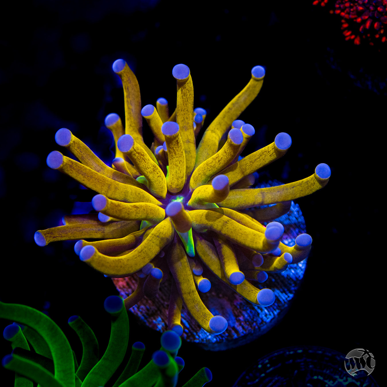 WWC In House Spawned Gold Torch Coral