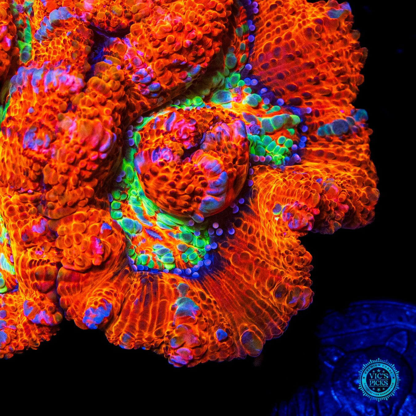 Tiger on Fire Symphyllia Wilsoni