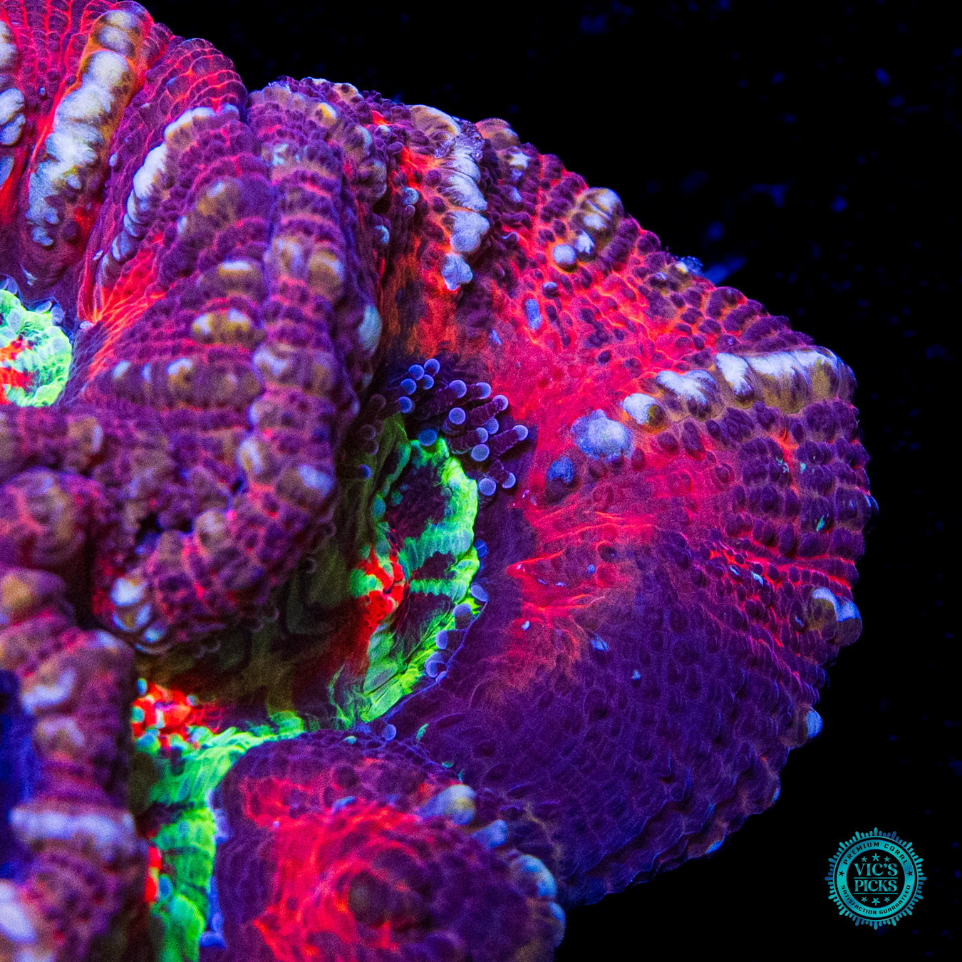 Crimson Tiger Hidden Dragon Symphyllia Wilsoni