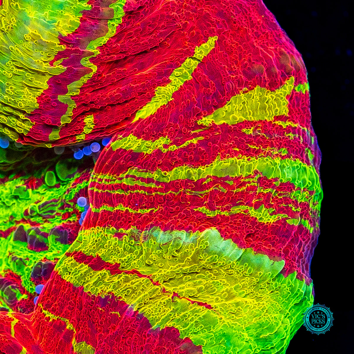 Bleeding Lemon Scolymia