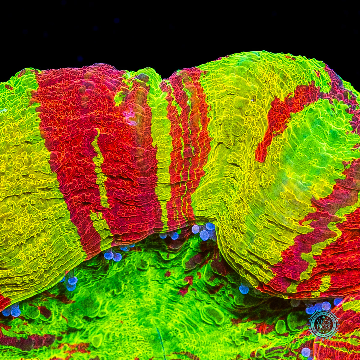 Bleeding Lemon Scolymia