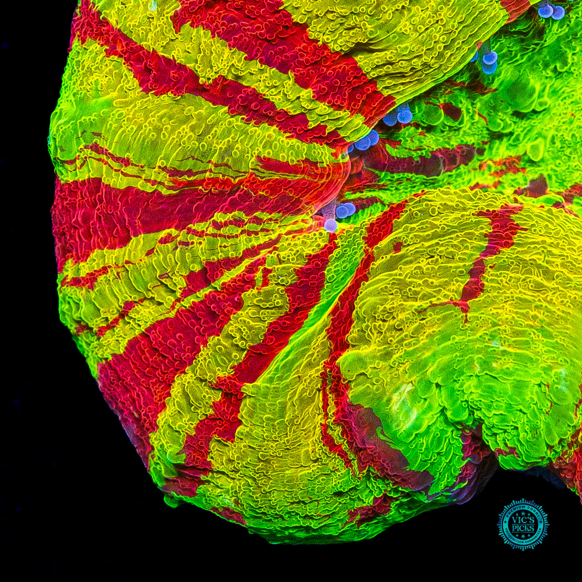 Bleeding Lemon Scolymia