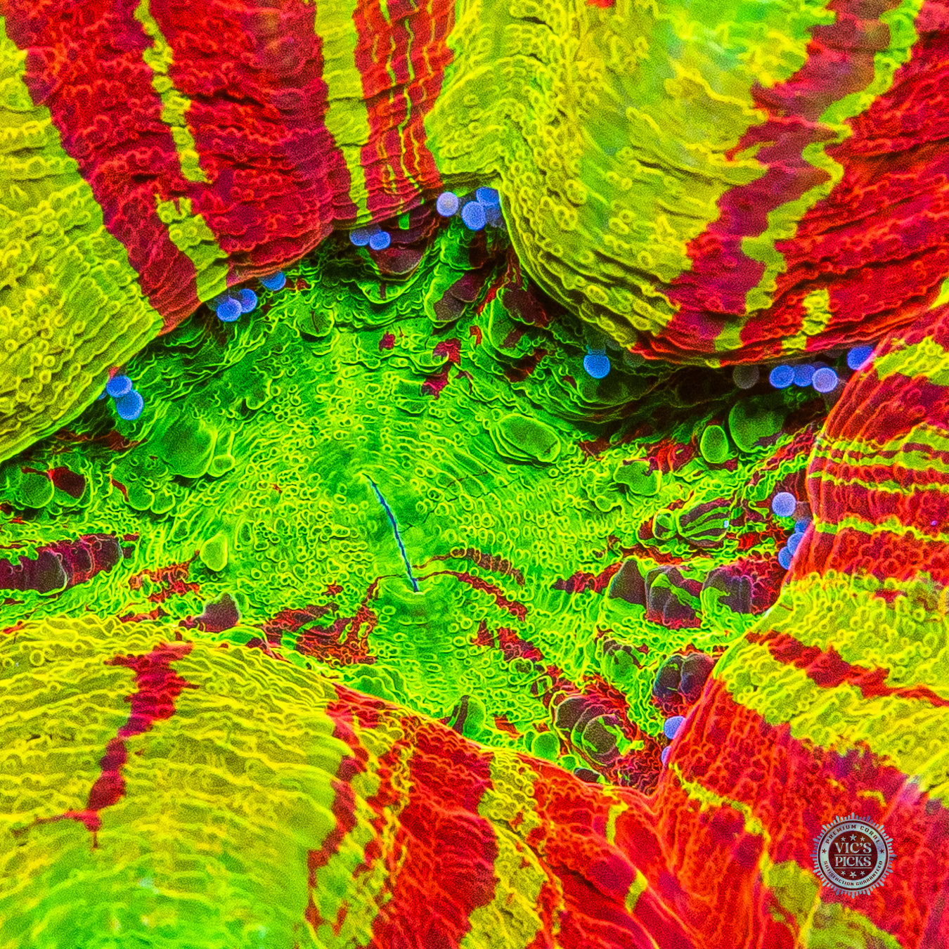 Bleeding Lemon Scolymia