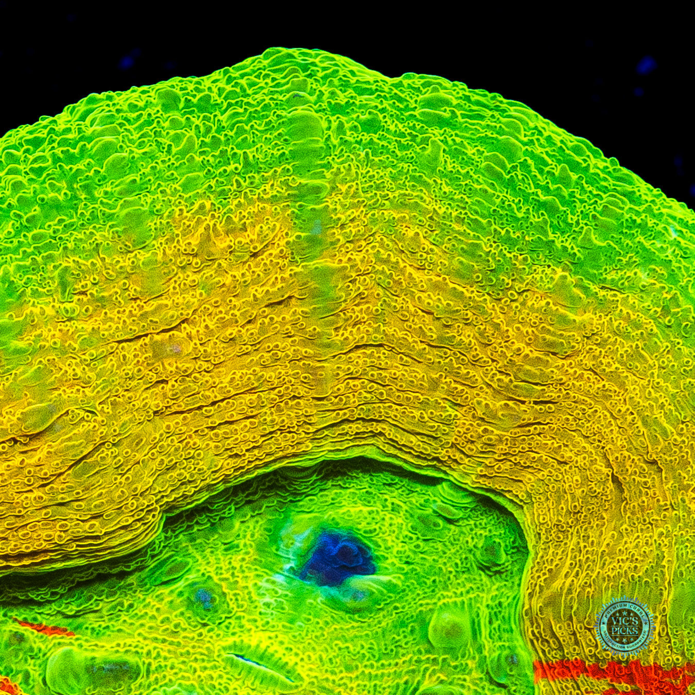 Lemon Squeezey Scolymia