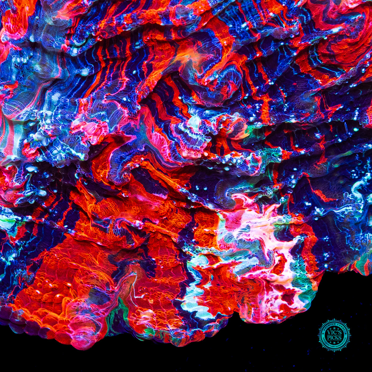 Cosmic Mashup Acanthophyllia