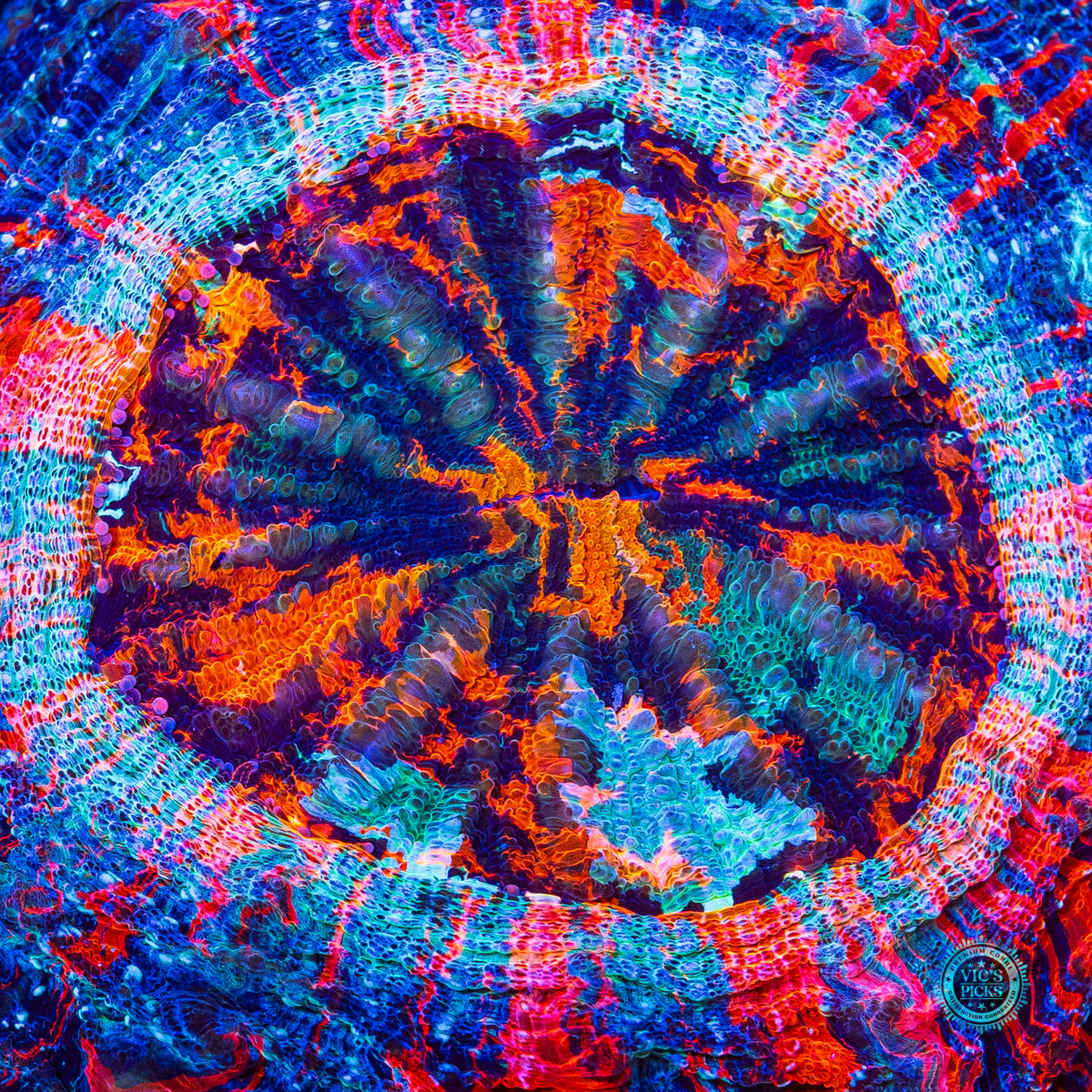 Cosmic Mashup Acanthophyllia