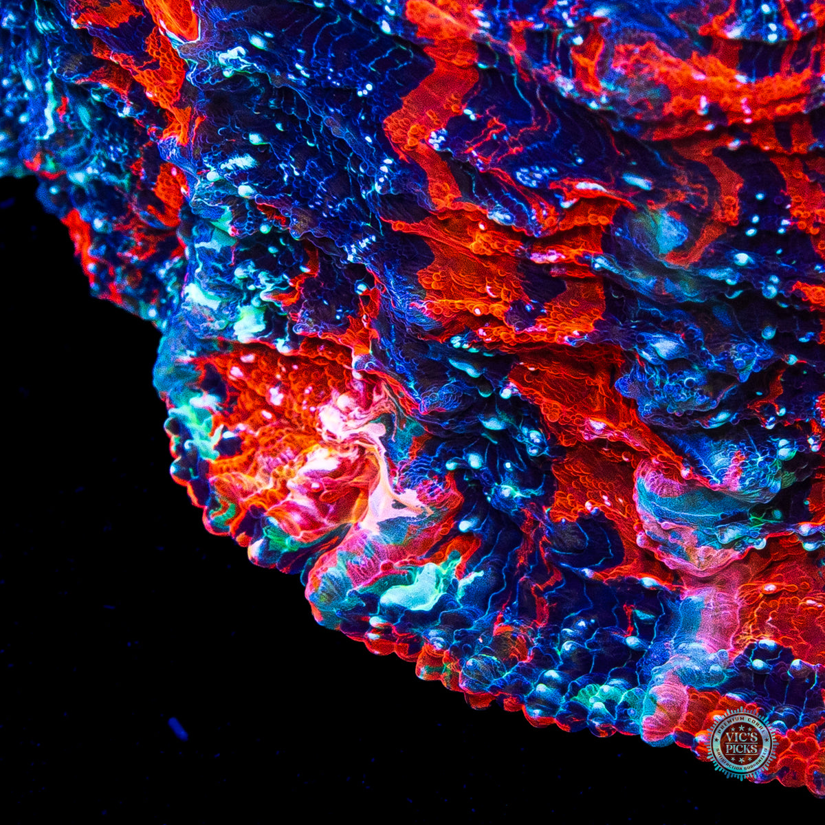 Cosmic Mashup Acanthophyllia
