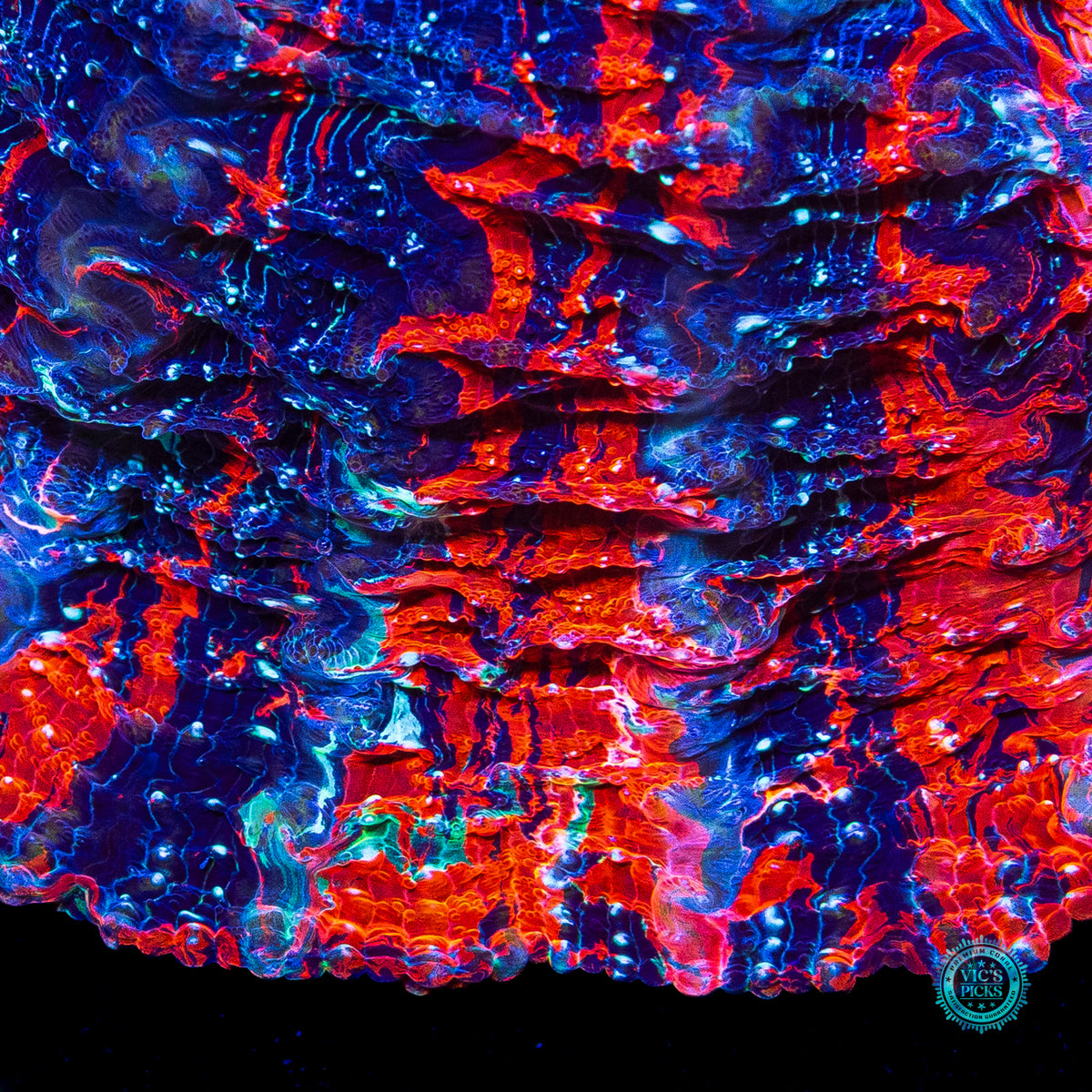Cosmic Mashup Acanthophyllia