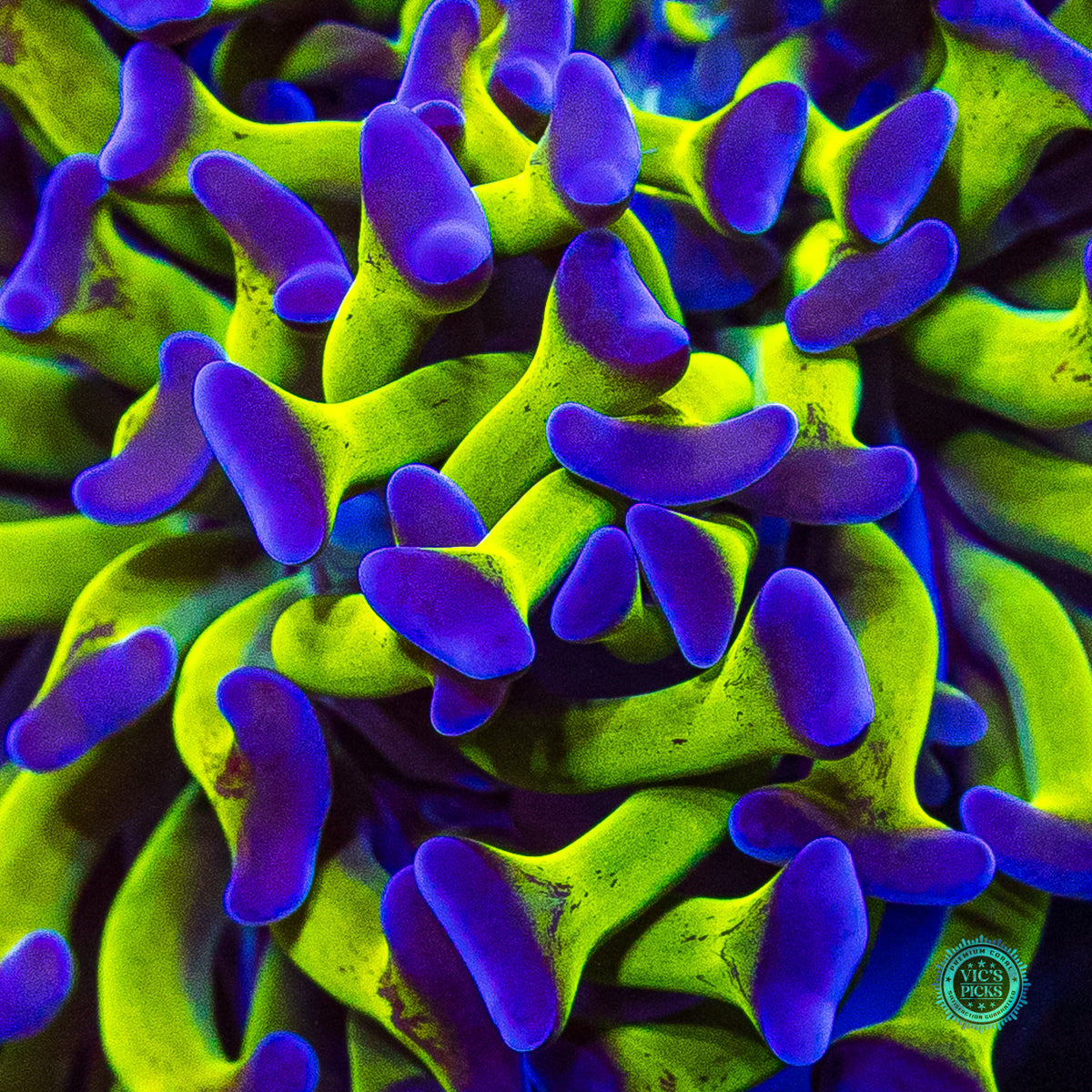 Sin City Neon Branching Hammer