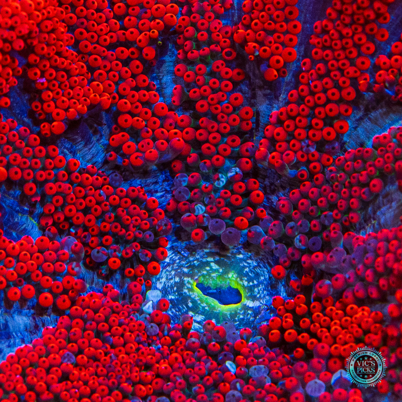 Real Scorcher Mini Maxi Anemone