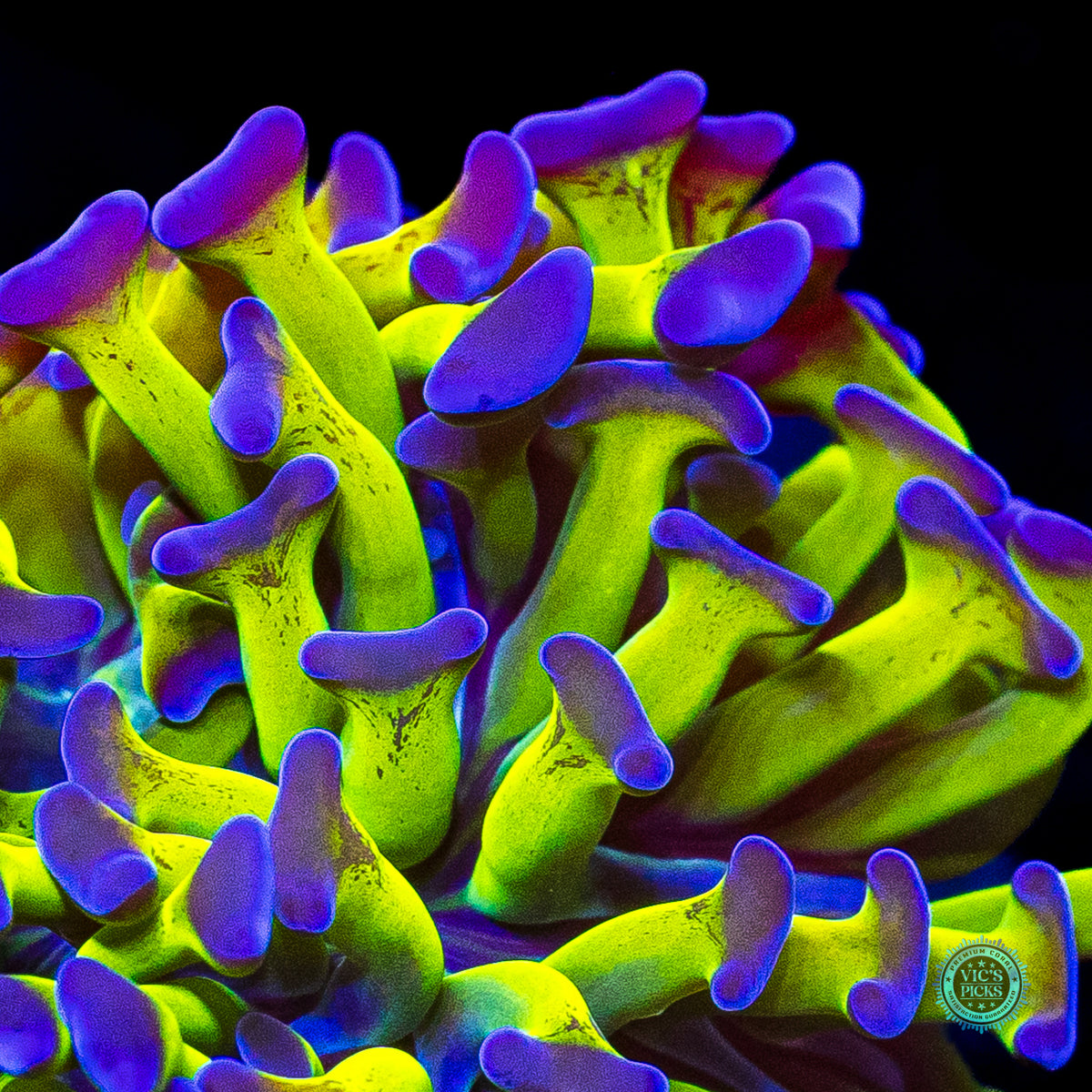 Sin City Neon Branching Hammer