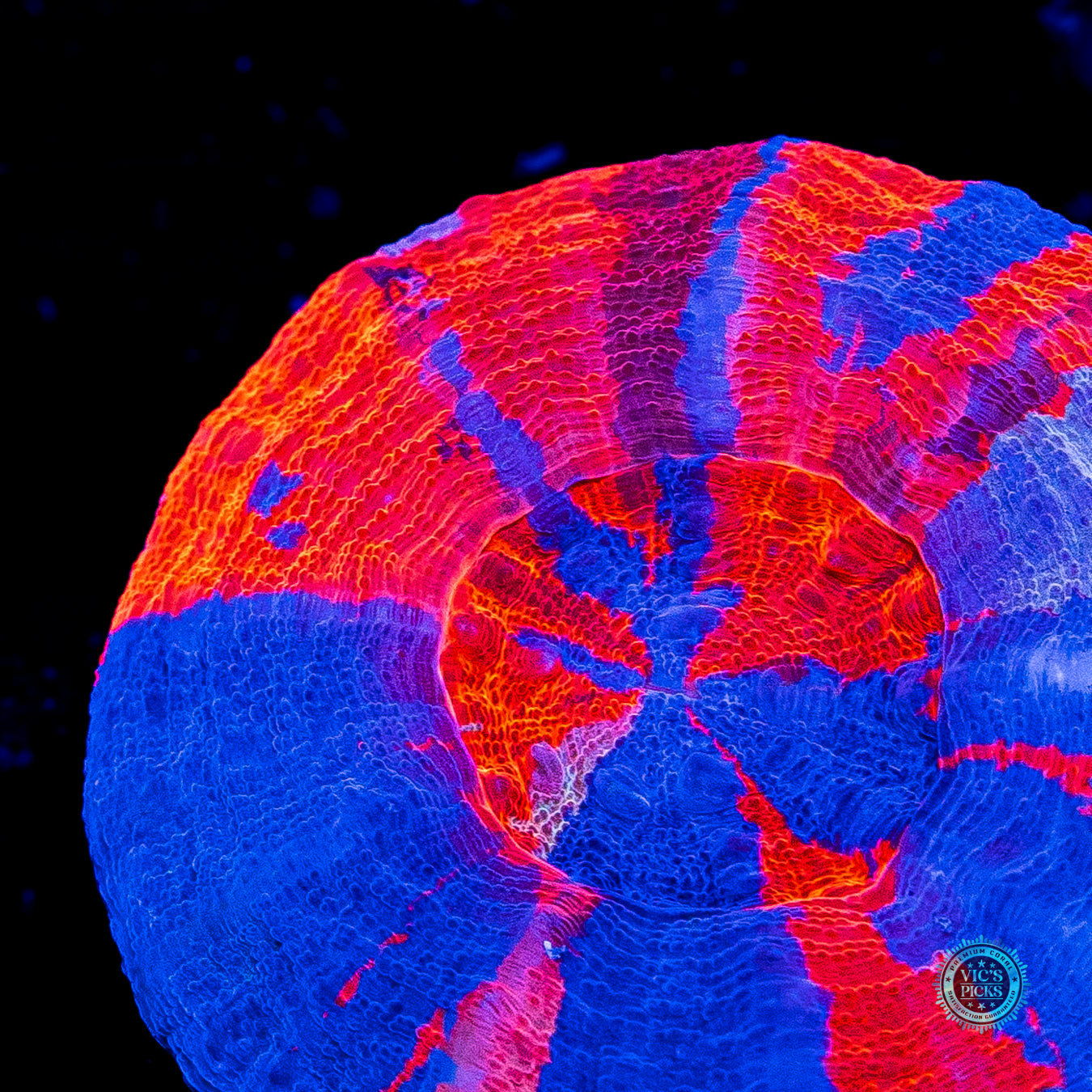 Mighty Superman Scolymia