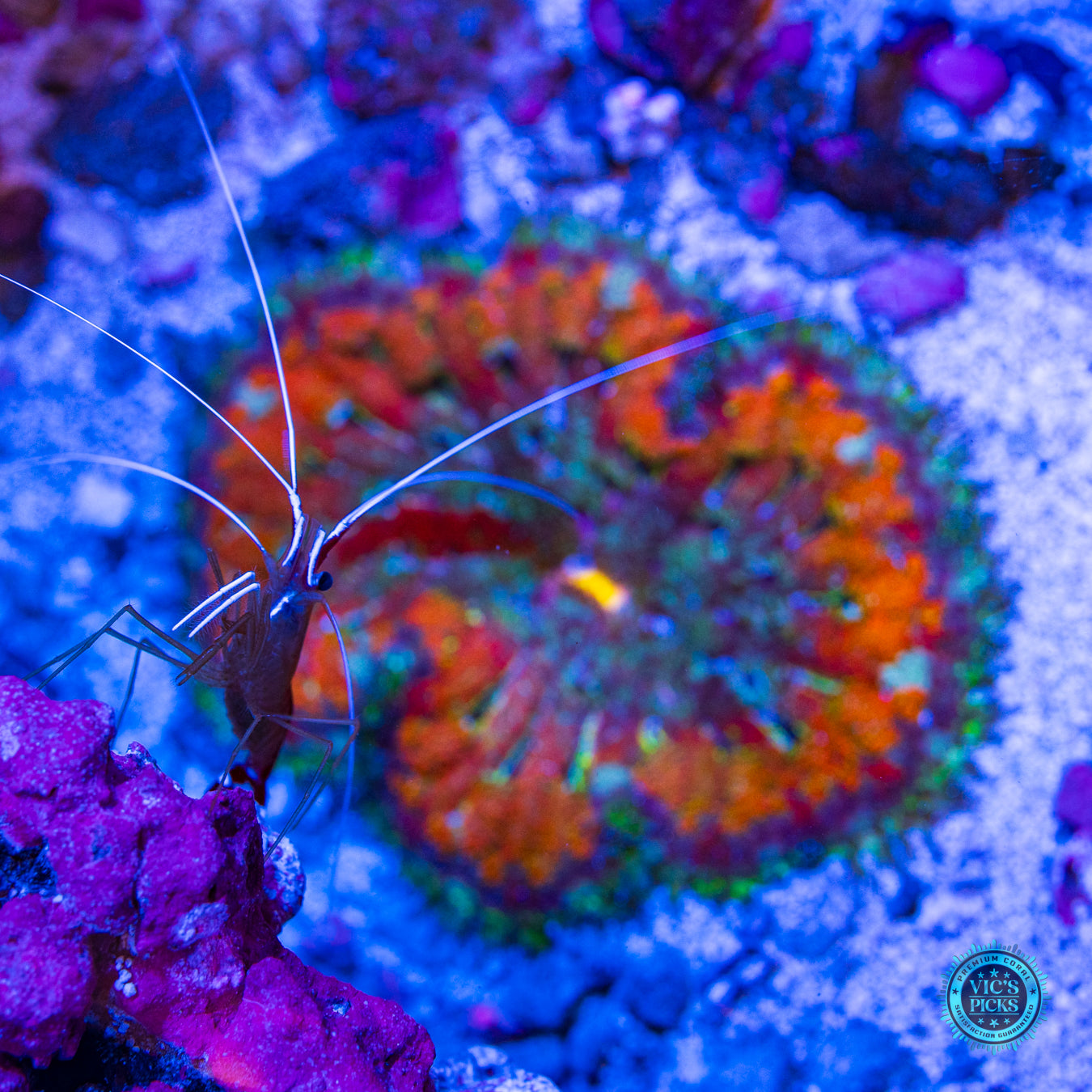 Secret to Immortality Mini Maxi Anemone