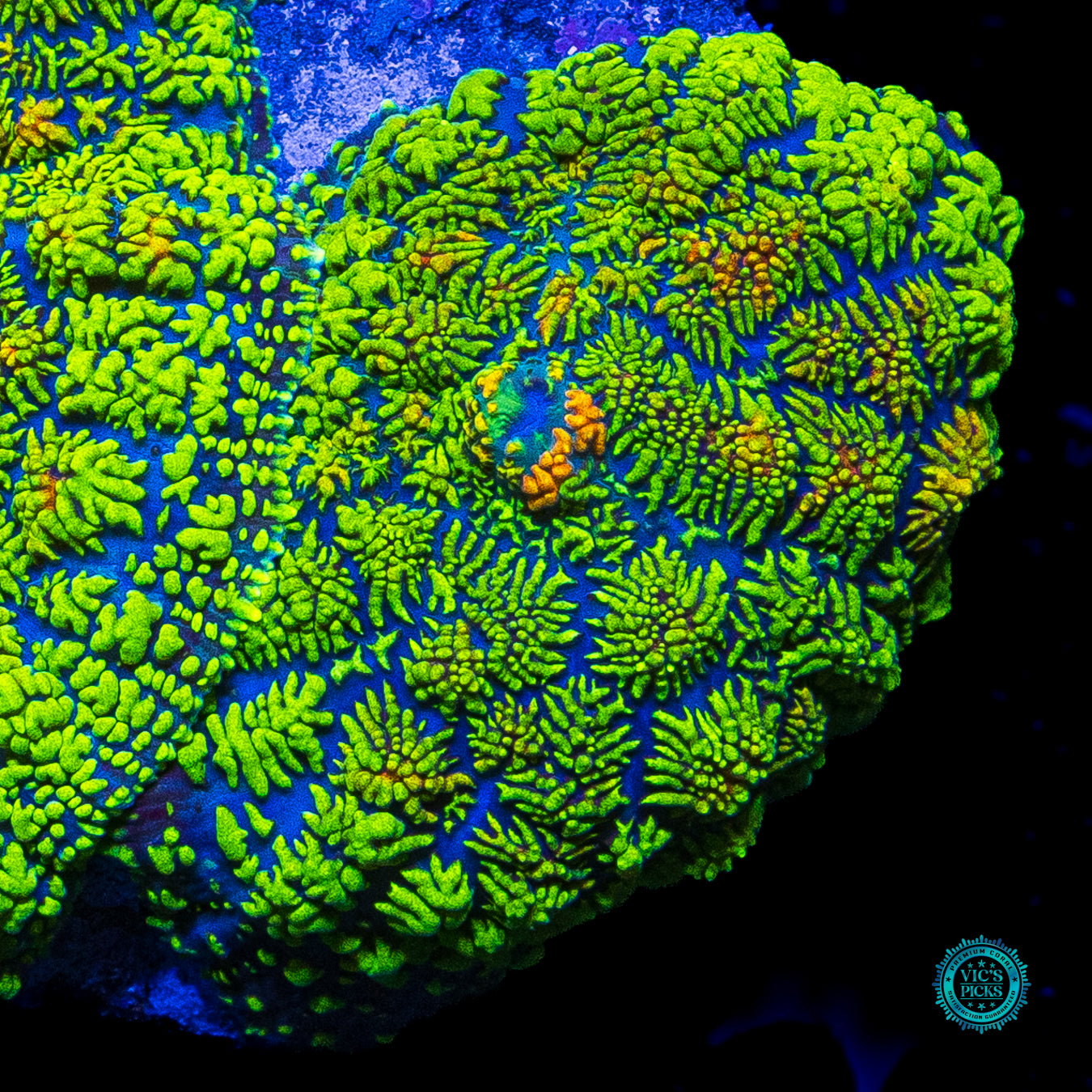 Icarus Rhodactis Mushroom