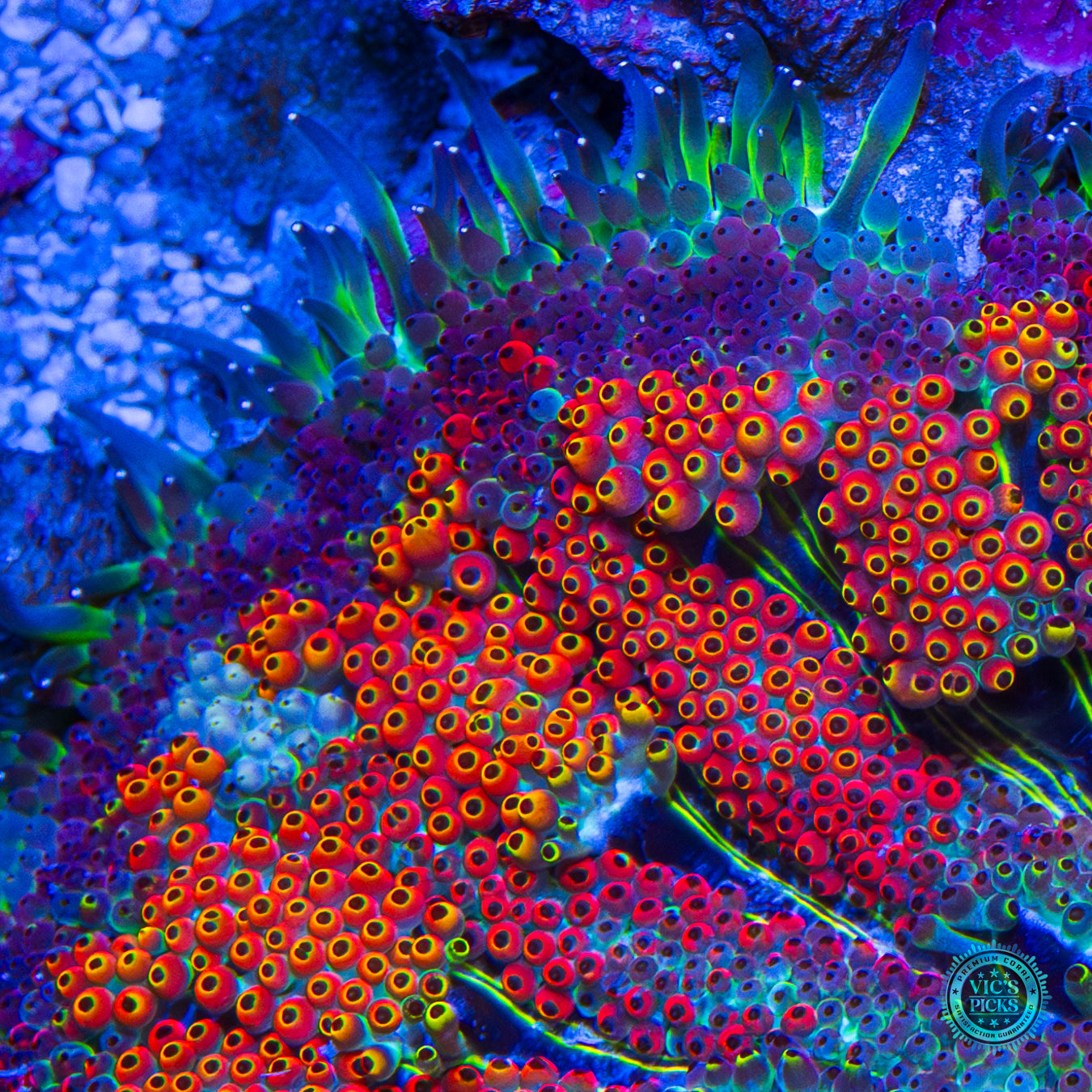 Secret to Immortality Mini Maxi Anemone