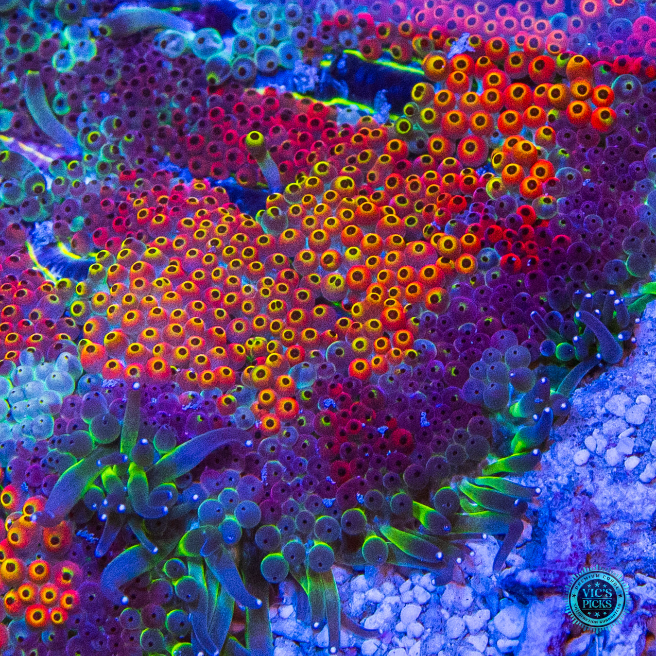 Secret to Immortality Mini Maxi Anemone